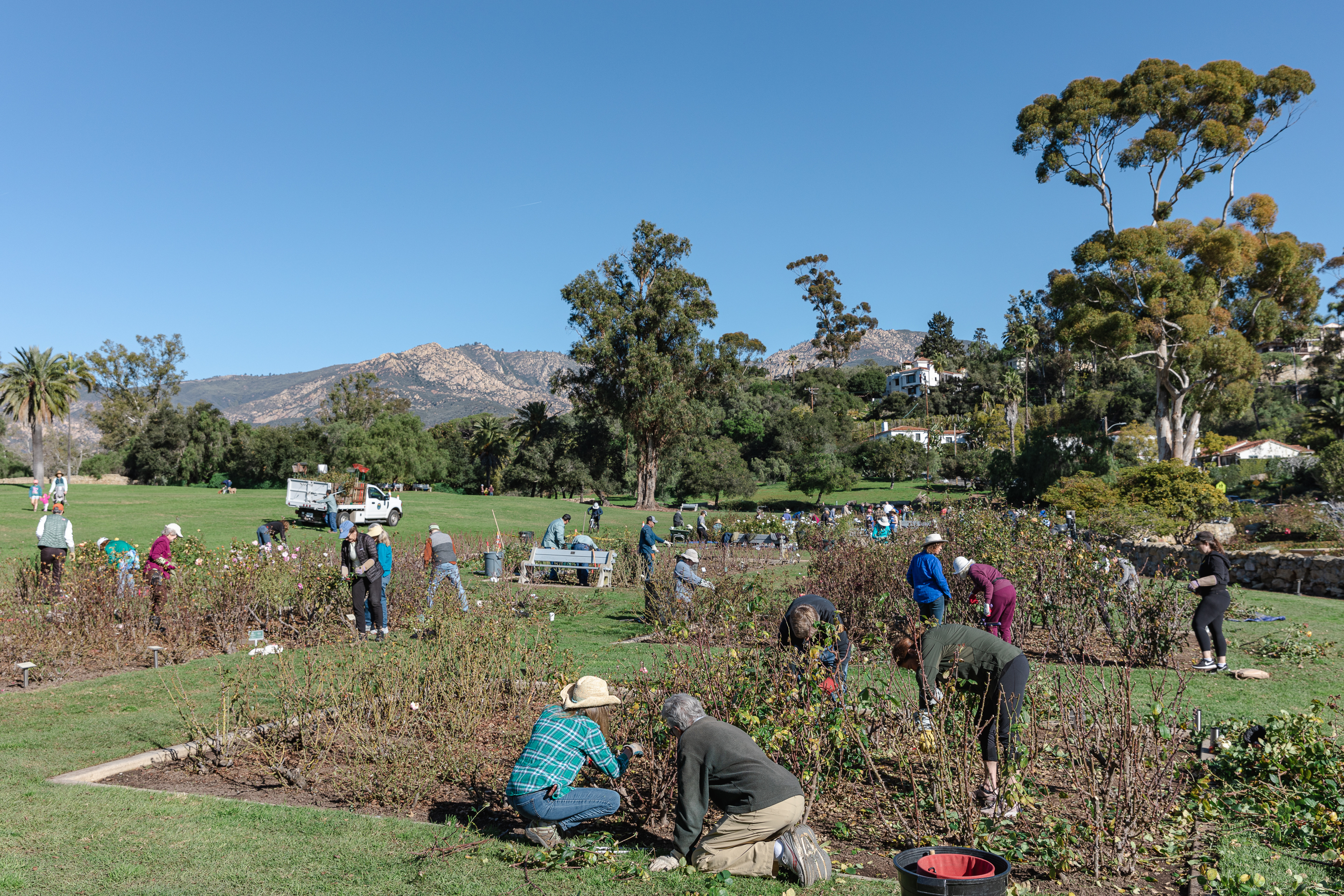 Volunteers working together to prune the rose garden at Mission Historical Park with a view of the mountains in the background.