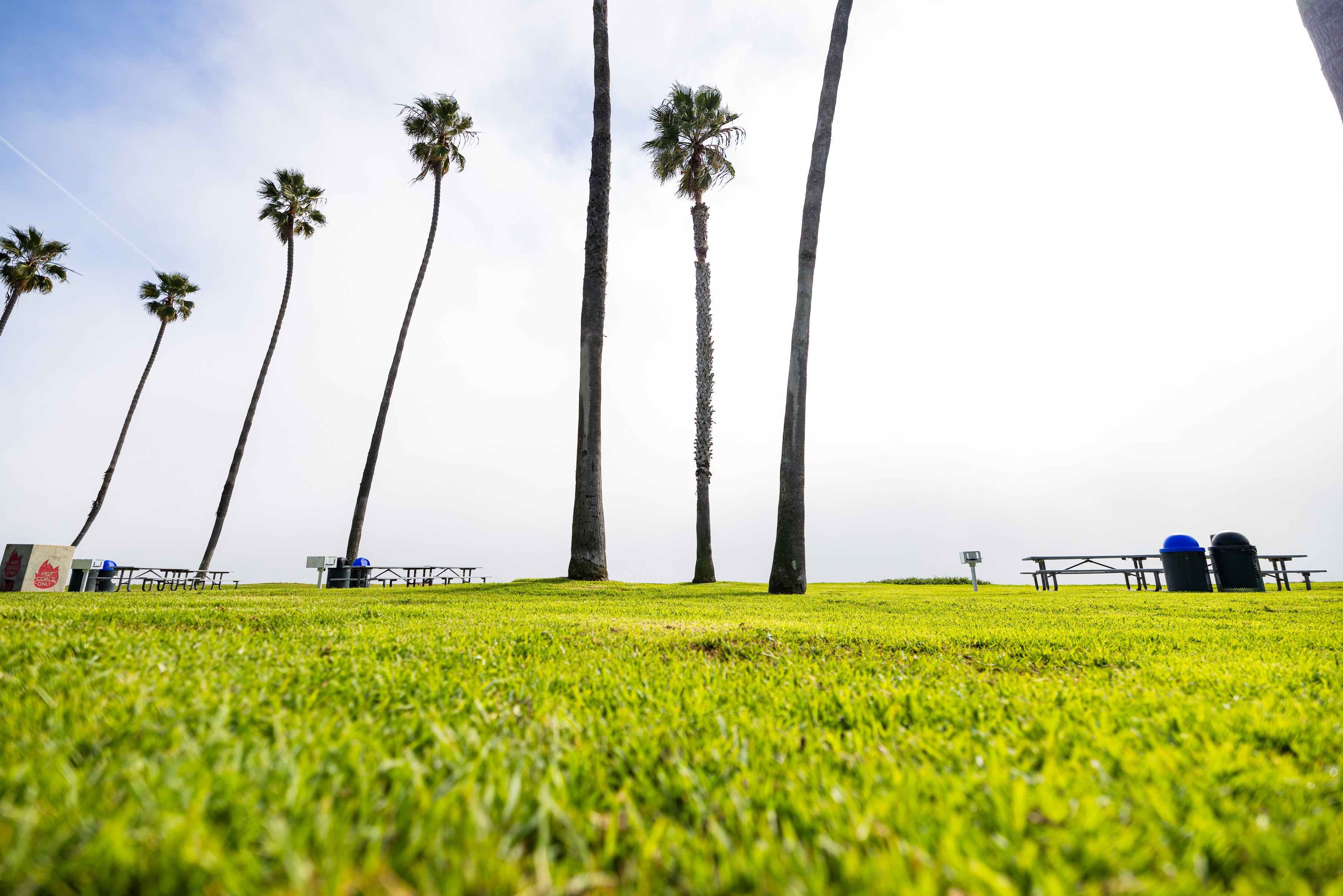 Grass at Leadbetter Beach Park with palm trees in the sky