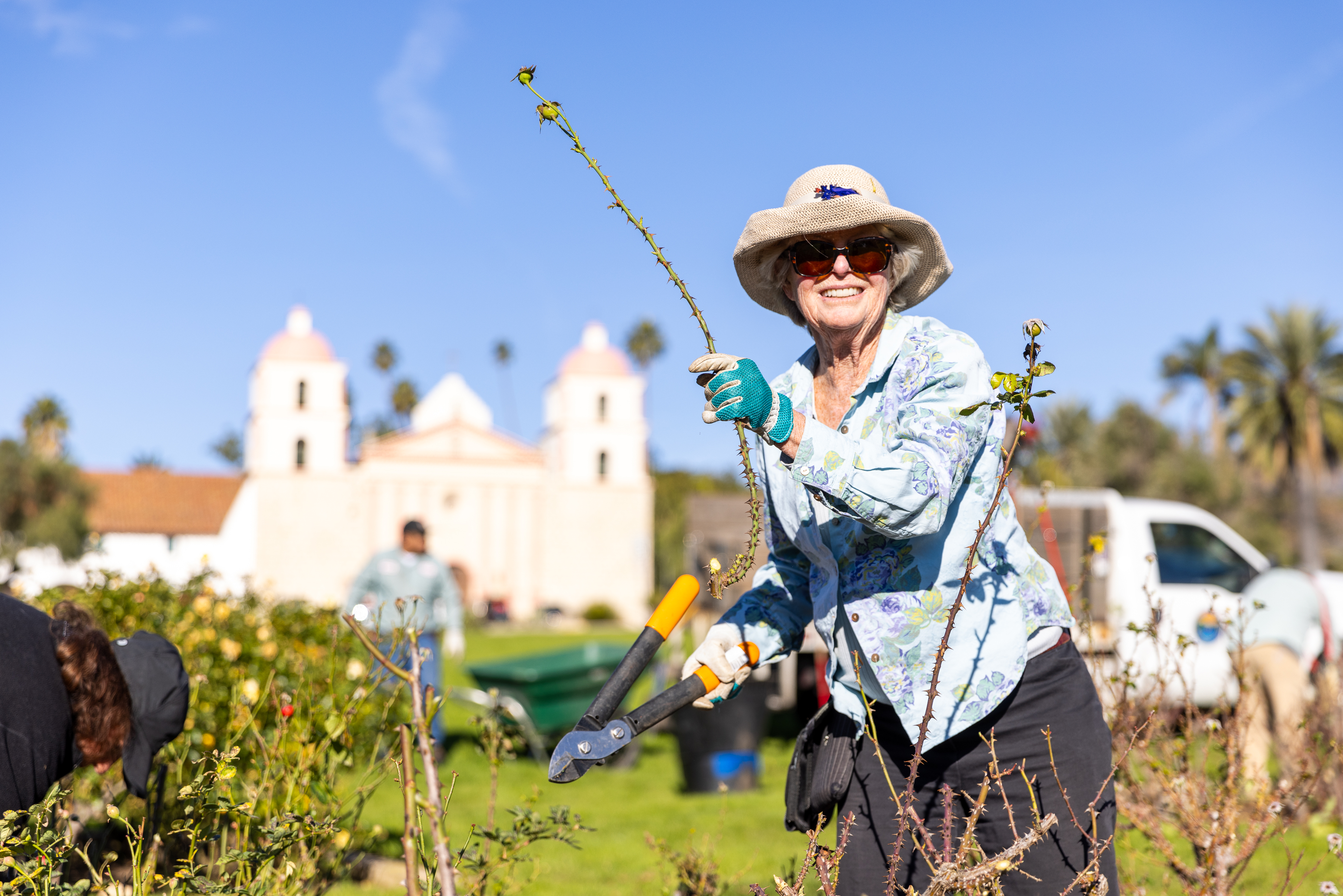 A volunteer prunes a rose bush
