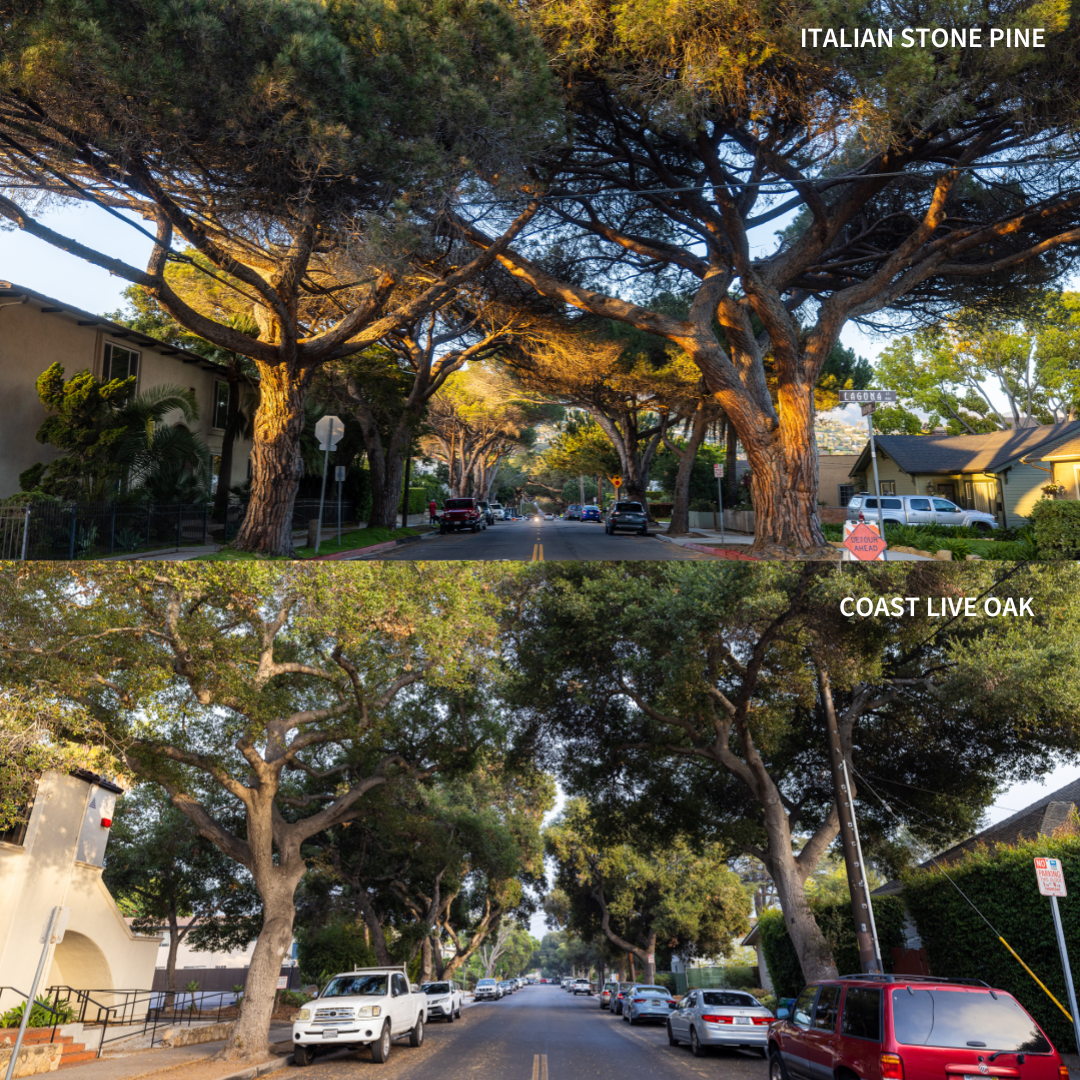 A photo shows a comparison of streets lined with Italian stone pines and coast live oaks