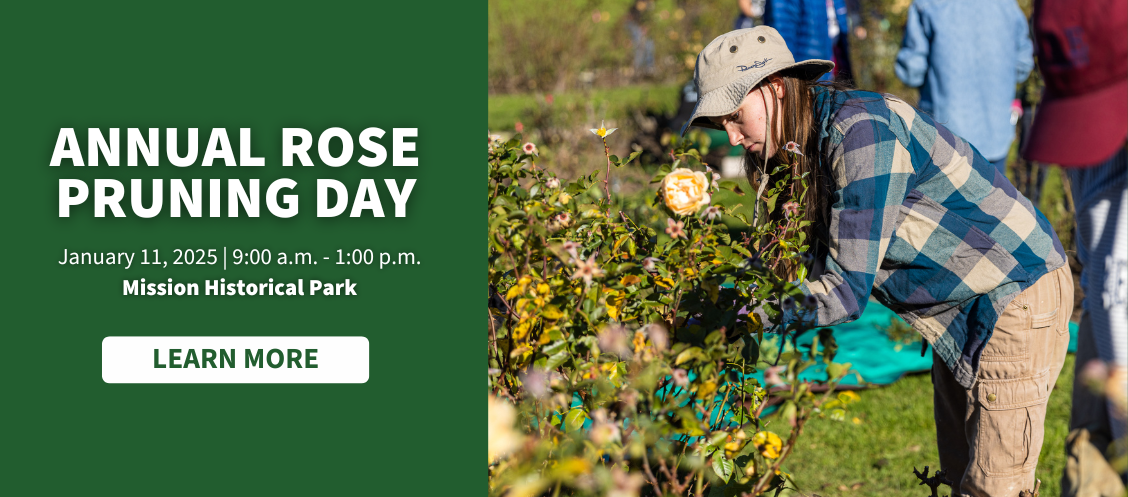 Photo of young woman pruning a rose bush with text reading "Annual Rose Pruning Day, January 11, 2025. 9:00 a.m. - 1:00 p.m. Mission Historical Park. Learn More."