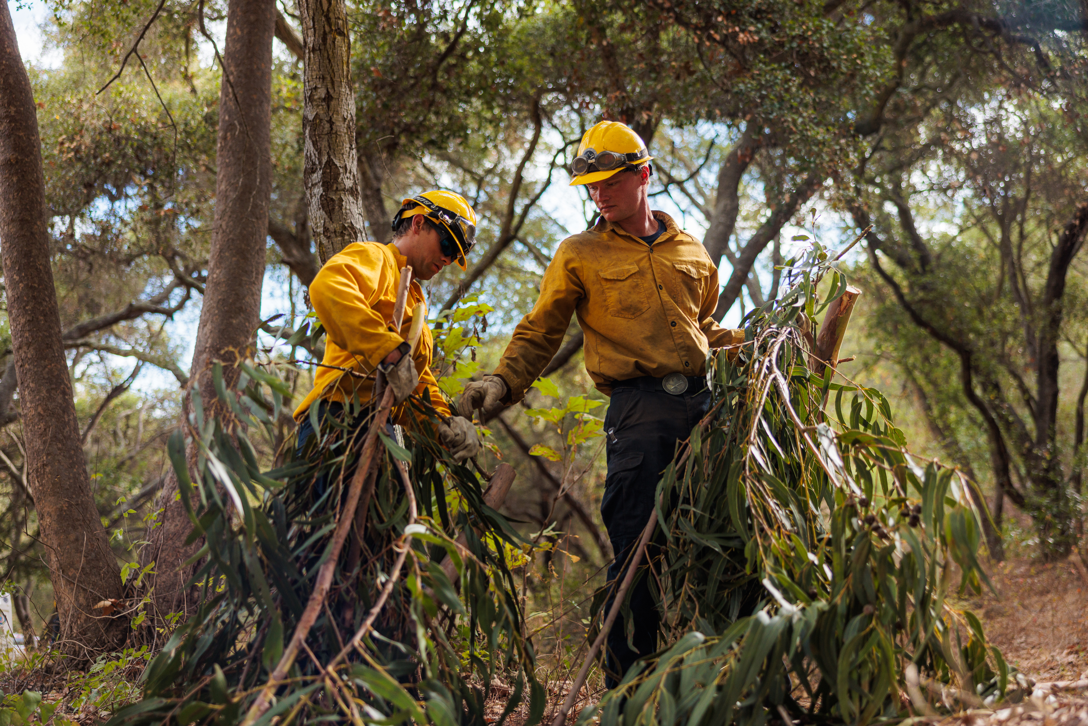 Vegetation Management Crew carries removed branches in Stevens Park