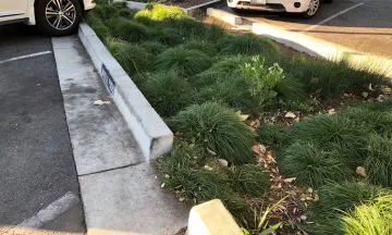Parking lot curb cuts drain into planted area, an example of a storm water treatment BMP (best management practice) at Whole Foods in Santa Barbara