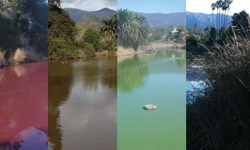 Collage of Andrée Clark Bird Refuge showing the water pink, brown, green, and blue