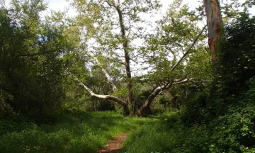 Western Sycamore Tree located in the creek bed