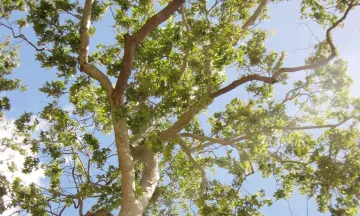 Sycamore tree leaves and branches