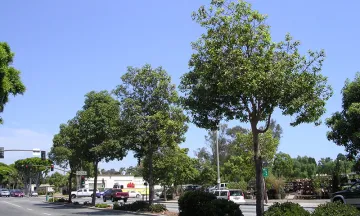 Trees in the median on State Street at Las Positas Road