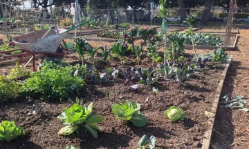 Plants growing at the Yanonali Community Garden