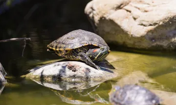 Red-eared slider turtle on a rock above murky water at Alice Keck Park Memorial Garden