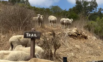 Herd of sheep grazing in Parma Park near trail sign