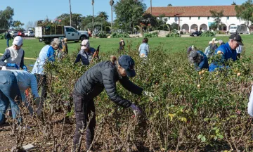 A volunteer prunes the roses at the Mission Rose Garden with a view of the Santa Barbara Mission in the background.