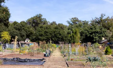 Yanonali Community Garden plots pictured on a sunny day
