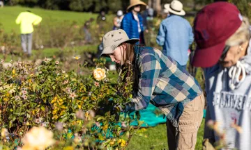 Volunteers work on rose bushes as Mission Historical Park