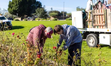 Volunteers work on rose bushes as Mission Historical Park