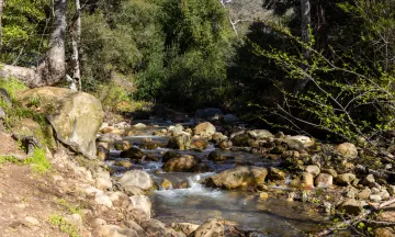 Rattlesnake Trail alongside a running creek