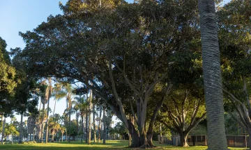 Trees tower over the grass of Plaza del Mar