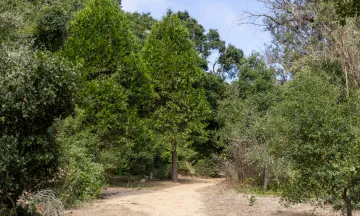 A trail in Honda Valley Park