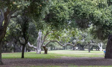 Oak Park grassy area lined with oak trees