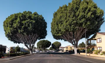 Mature Indian laurel fig trees on State Street