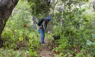 Volunteer trail worker clears an overgrown section of Jesusita trail