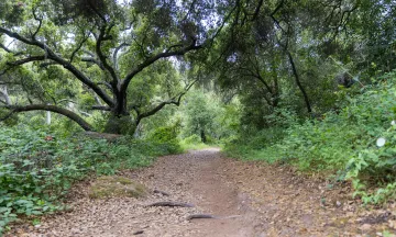 Jesusita Trail with a canopy of trees overhead
