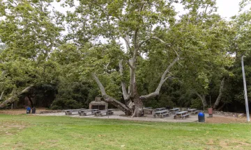 Oak Park Sycamore Picnic Area