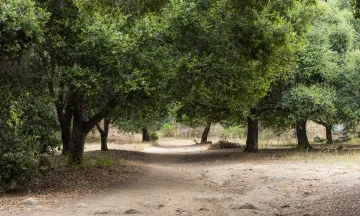 Stevens Park trail with shaded canopy of trees