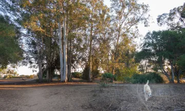 DFP Trees and Dog.jpg