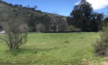 Grassy field and trees at the Palermo Open Space