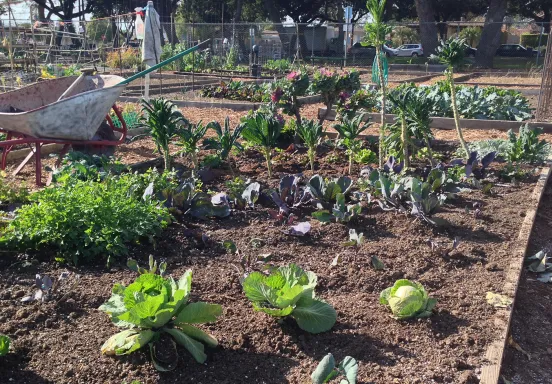 Vegetables growing at a community garden with a wheelbarrow nearby