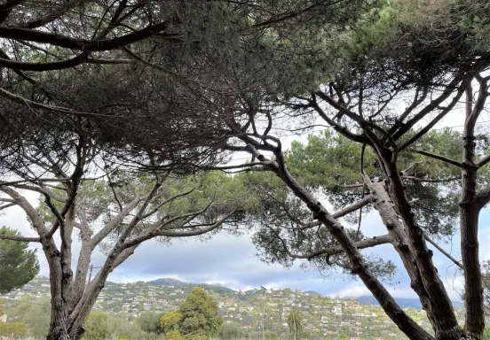 Stone Pines in the foreground with the Riveria in the background