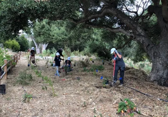 Volunteers install native plants at the Arroyo Burro Open Space