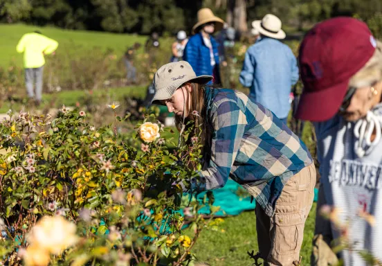 Volunteers work on rose bushes as Mission Historical Park