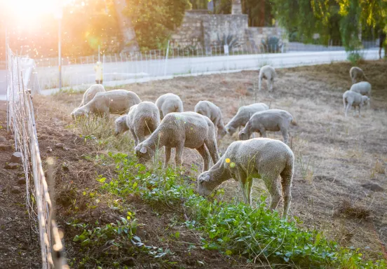 Herd of sheep graze at Mission Historical Park to help maintain defensible space ahead of wildfire season