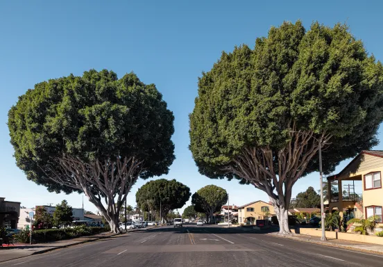 Mature Indian laurel fig trees on State Street