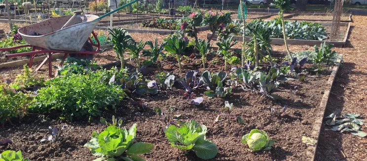 Vegetables growing at a community garden with a wheelbarrow nearby