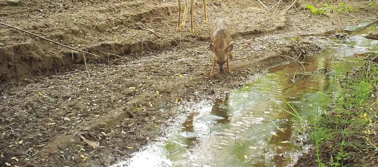 Deer drink from Upper Arroyo Burro at the Barger Canyon Restoration