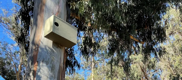 Owl box mounted to a eucalyptus tree