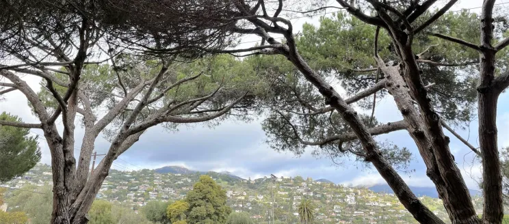 Stone Pines in the foreground with the Riveria in the background