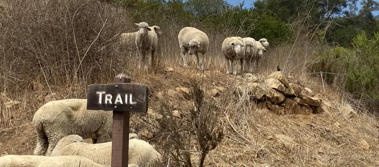 Herd of sheep grazing in Parma Park near trail sign