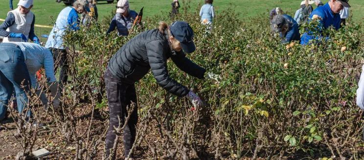 A volunteer prunes the roses at the Mission Rose Garden with a view of the Santa Barbara Mission in the background.