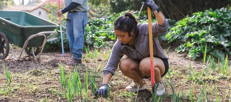 Volunteer crouches down to pull weeds at Alice Keck Park Memorial Garden