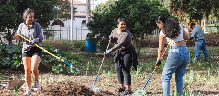 Three volunteers rake mulch at Alice Keck Park Memorial Garden