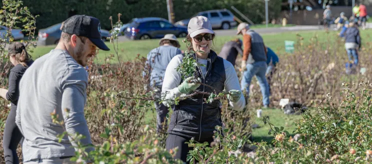 Volunteers work on rose bushes as Mission Historical Park