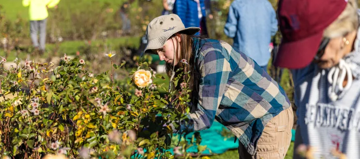 Volunteers work on rose bushes as Mission Historical Park