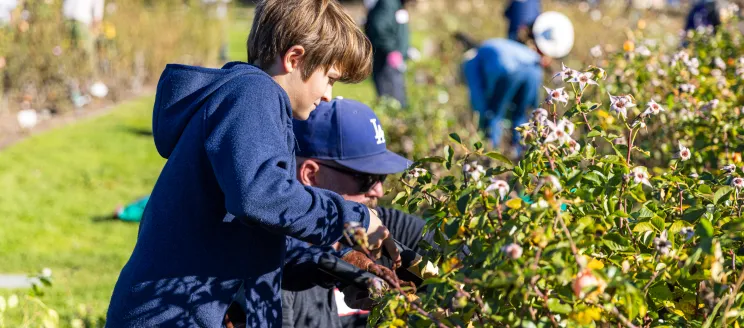 Volunteers work on rose bushes as Mission Historical Park