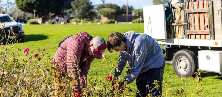 Volunteers work on rose bushes as Mission Historical Park