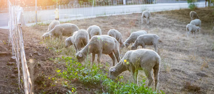 Herd of sheep graze at Mission Historical Park to help maintain defensible space ahead of wildfire season