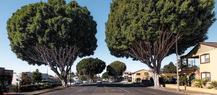 Mature Indian laurel fig trees on State Street