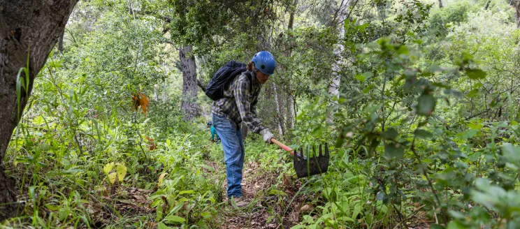Volunteer trail worker clears an overgrown section of Jesusita trail